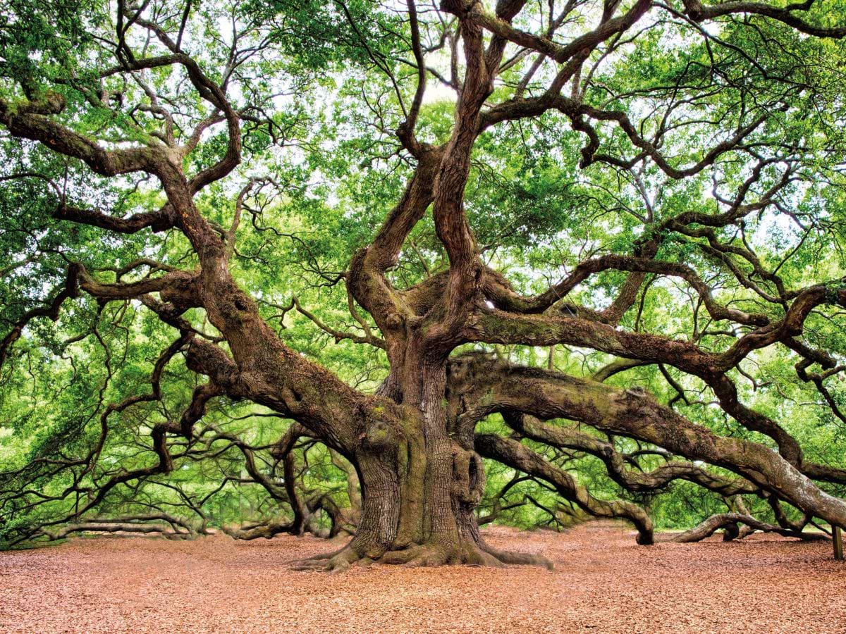 Dartmoor Historic Tree