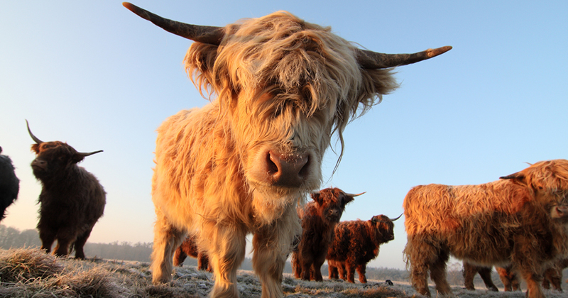 Difference between highland cows and other cows