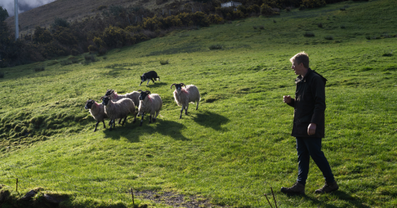 Kells Sheepdogs