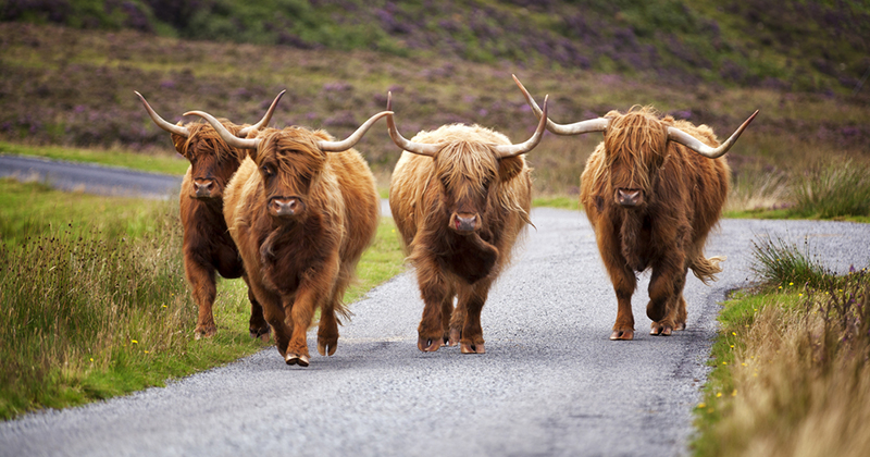 What are highland cows bred for?