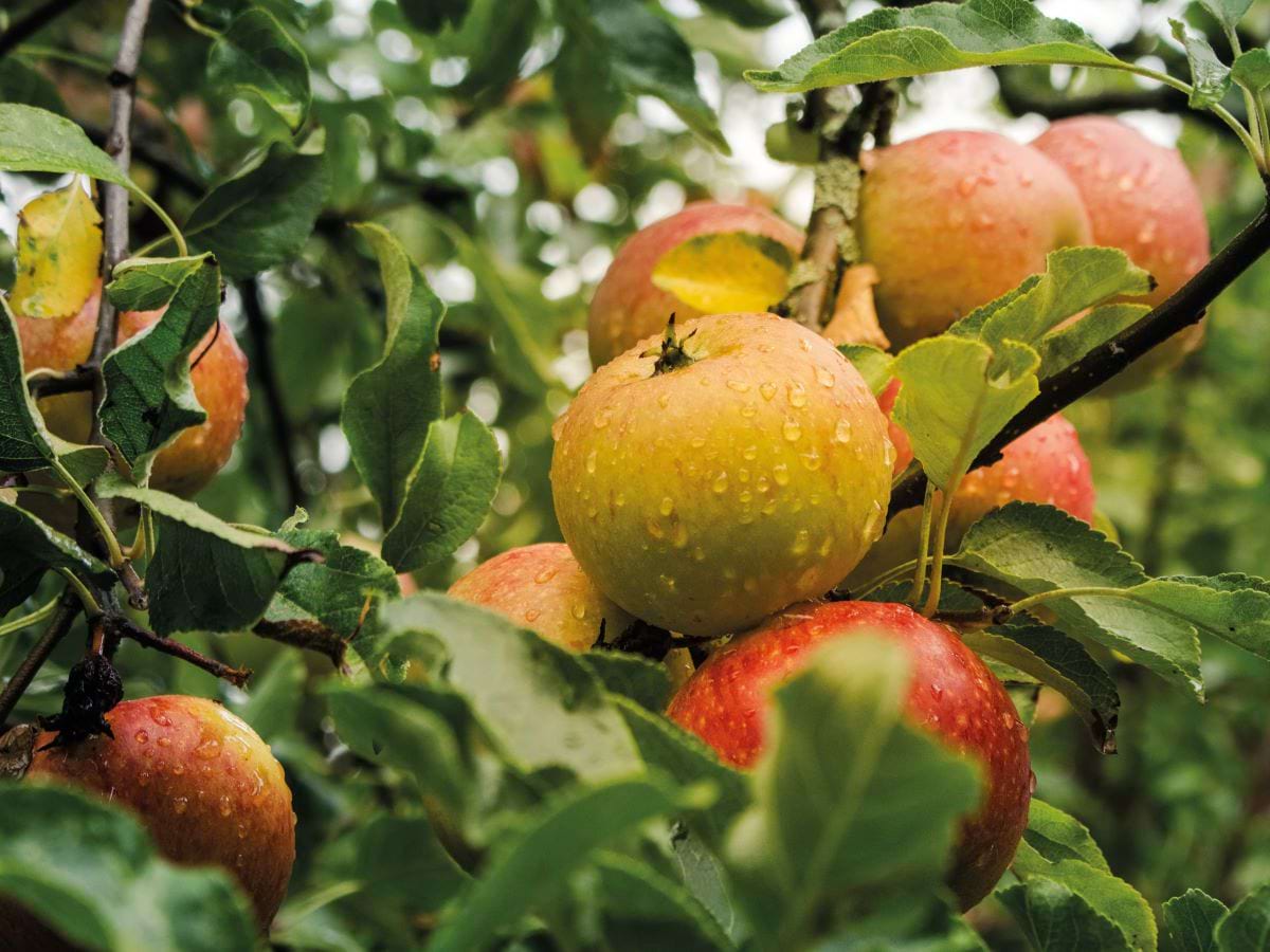 Social Orchard London Apples