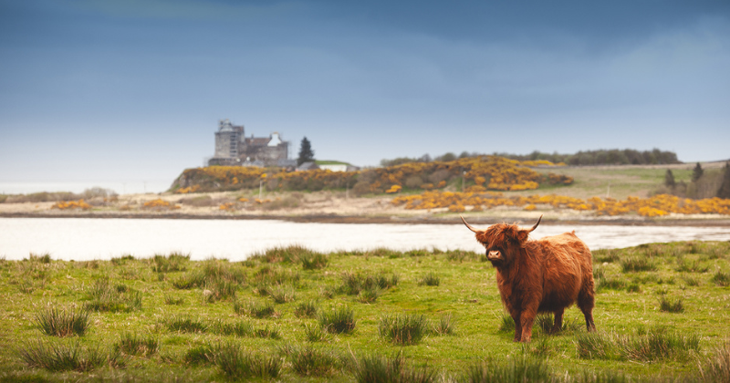 A highland cow standing in a grassy field in front of a castle and loch