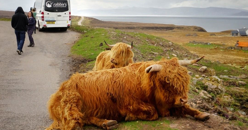 Are highland cows friendly to humans?
