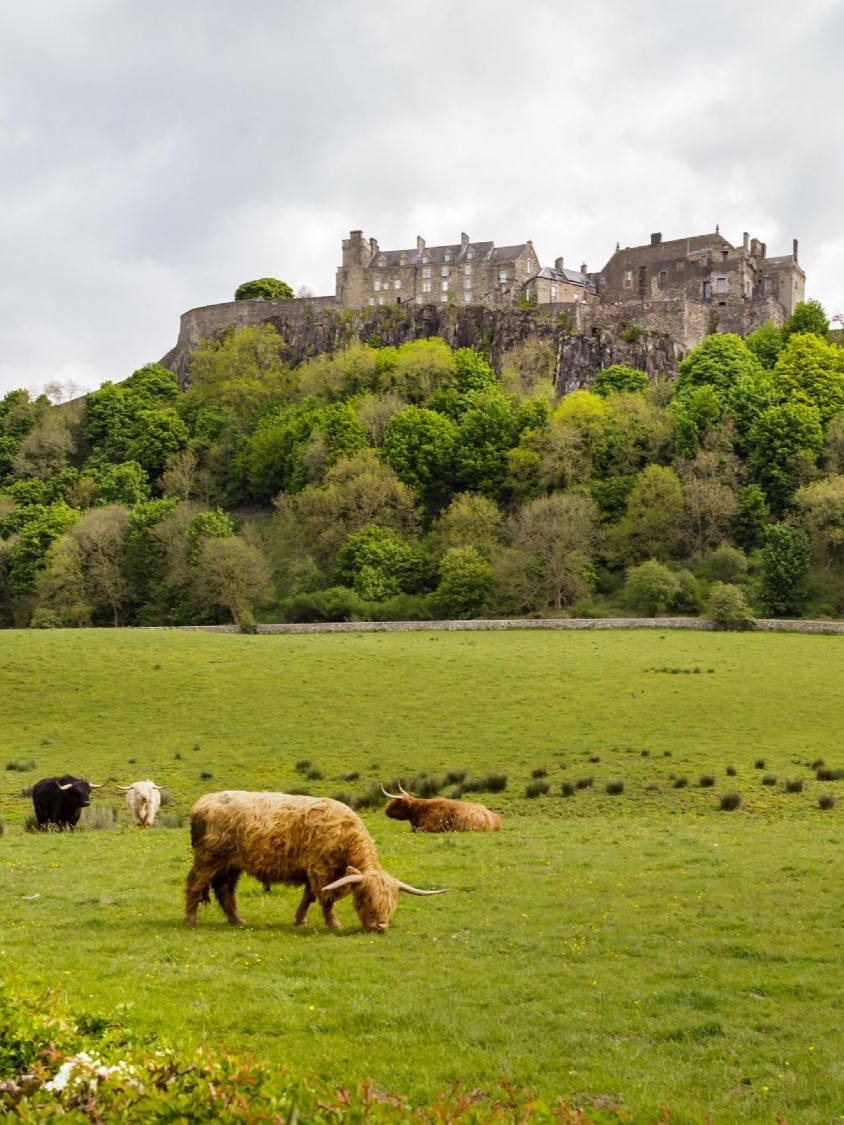 A field with Highland Cows and Stirling Castle high on a cliff top above.