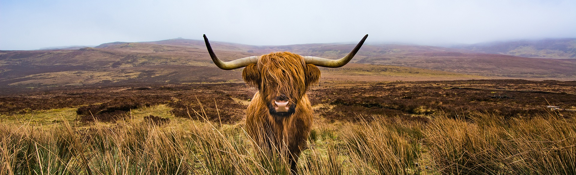 What is so special about HIghland cows?
