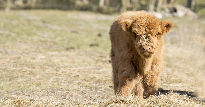 Can you milk highland cows?
