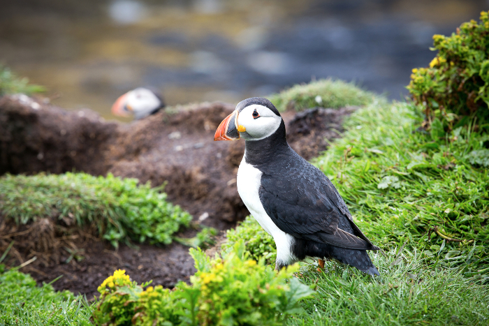 Puffins on Isle of Mull
