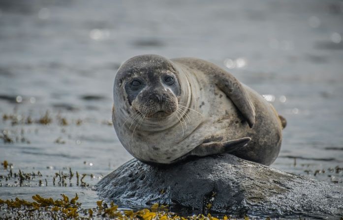 Newburgh Seal Beach