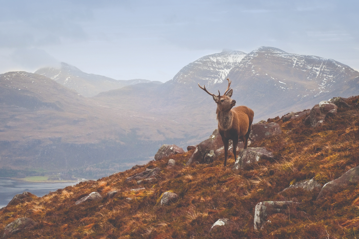 Scottish Highlands Wildlife