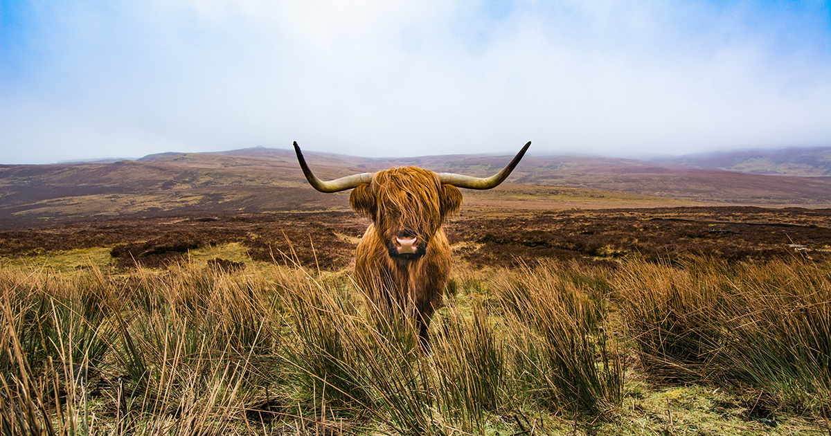 How big do scottish highland cows get