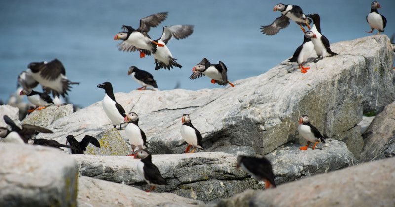 Puffin group