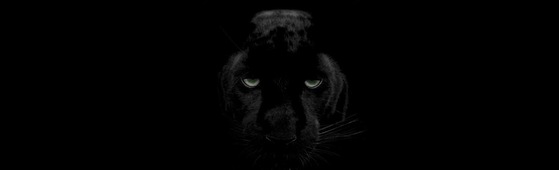 panther HD wallpapers, backgrounds