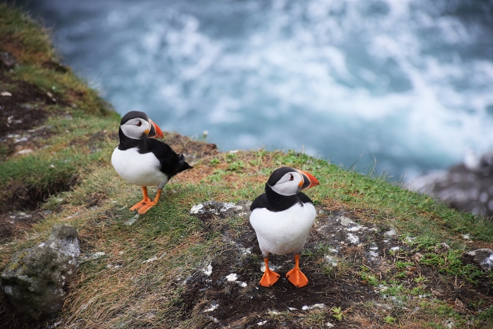 Cliffs of Moher puffins