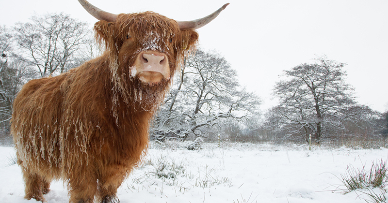 Do highland cows stay outside all winter?