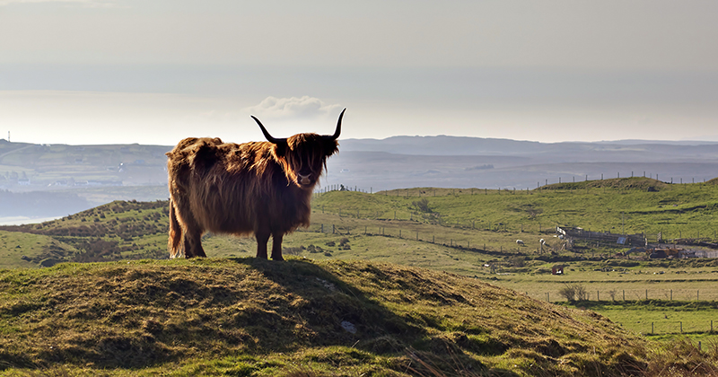 difference between male and female highland cows?