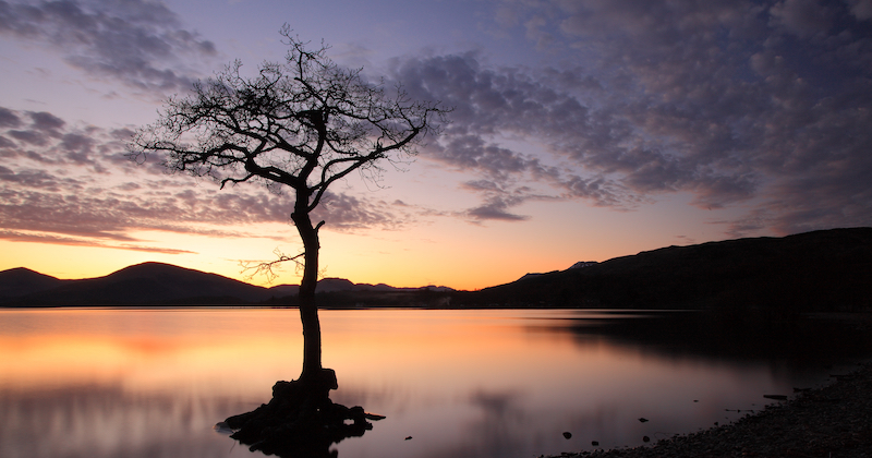 the silhouette of a tree growing at the edge of a Scottish loch at sunset