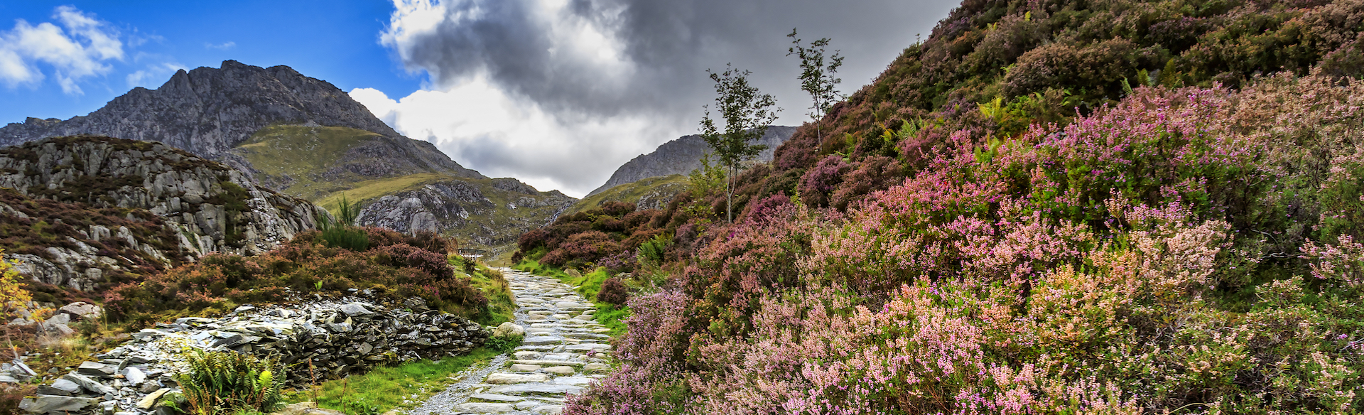 A cobbled countryside path through heather covered hills which can be explored on a British tour.