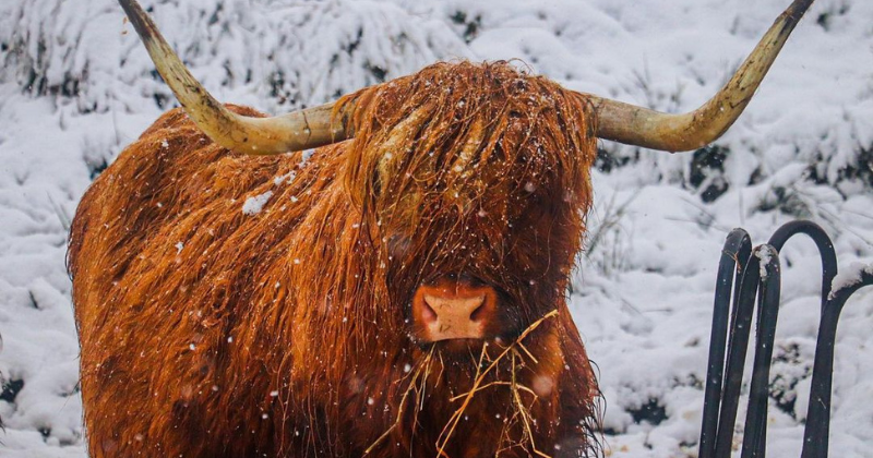 a highland coo covered in snow