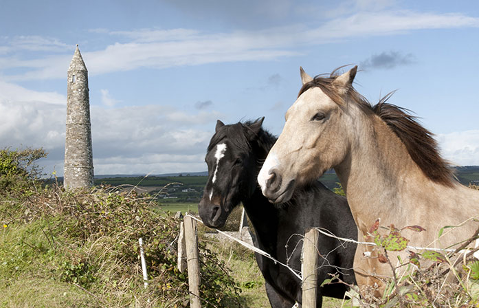 Horses Kilkenny tours