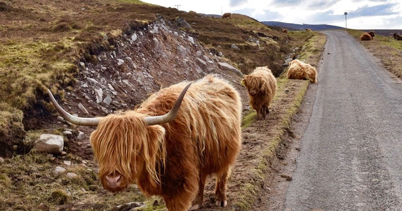 Why are Highland cows called Highland coos?