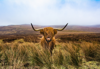 The Highland Cow - More Than Just a Hairy Face