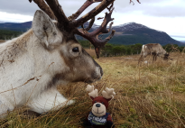 Everything You Need to Know About Scotland's Reindeer